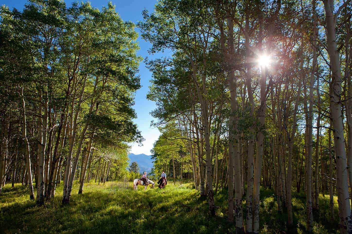 Beaver Creek Horses